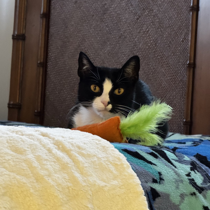 Caring  Trustworthy Cat Care