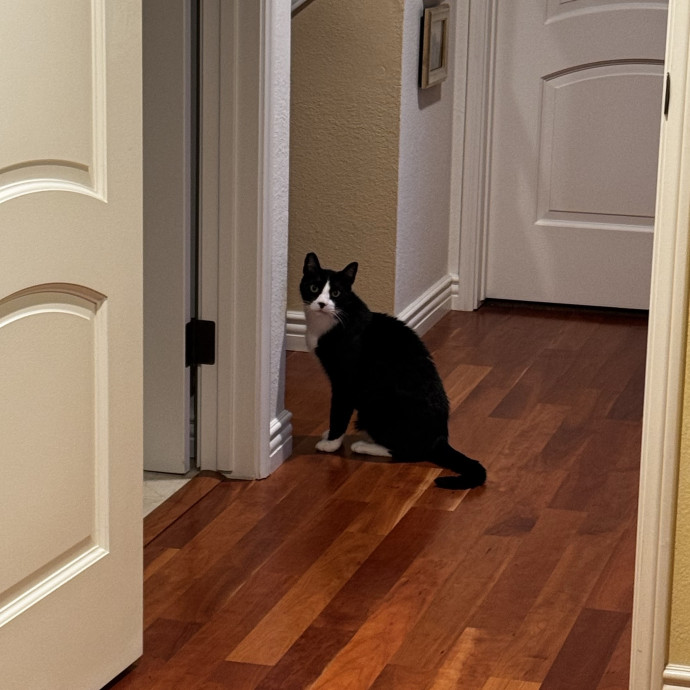 Caring  Trustworthy Cat Care photo 3