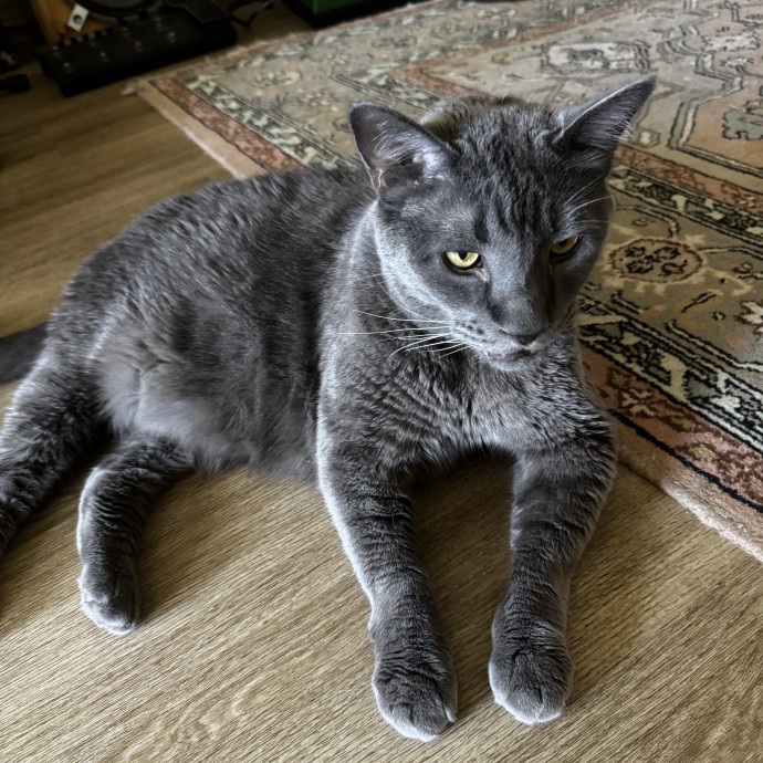 Caring  Trustworthy Cat Care photo 2