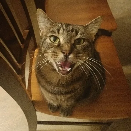 Michelle's Cat Cuddles Of Raleigh