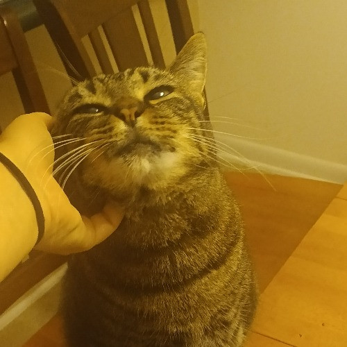 Michelle's Cat Cuddles Of Raleigh