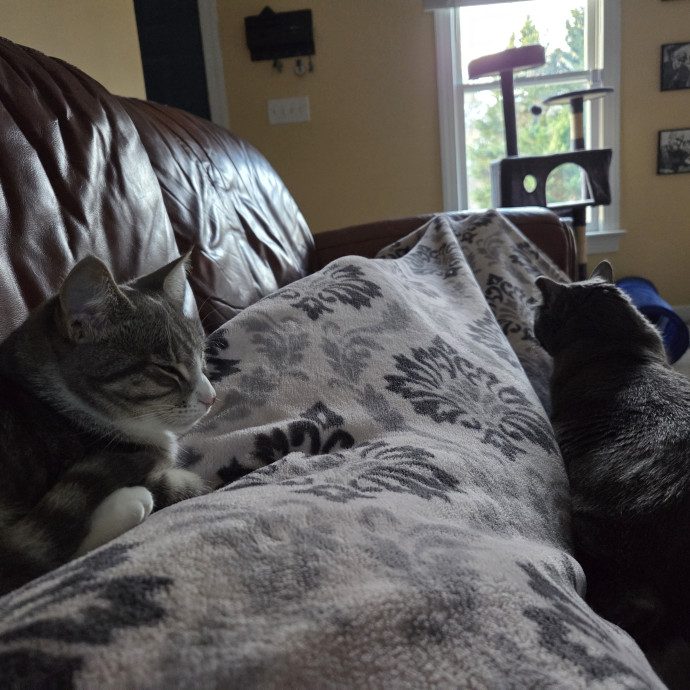 Lifelong Cat Lover
