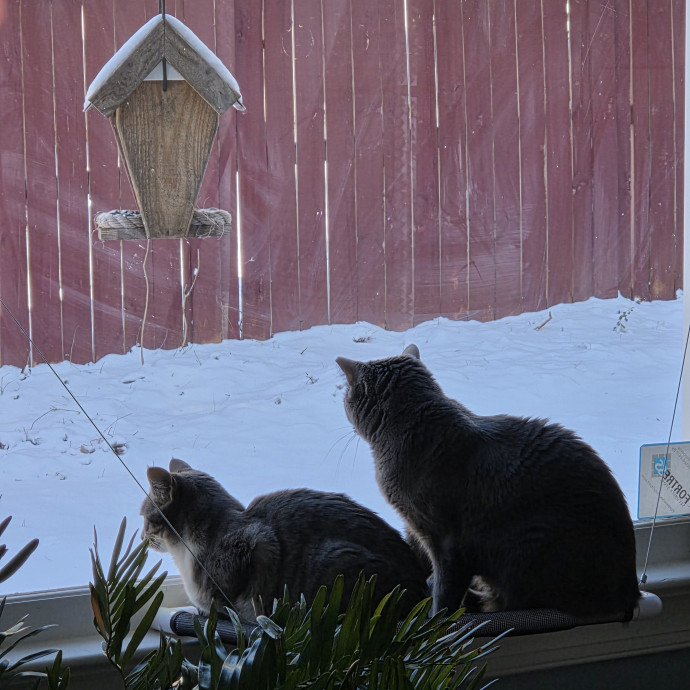 Lifelong Cat Lover photo 3