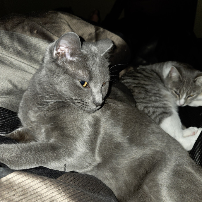 Lifelong Cat Lover photo 2