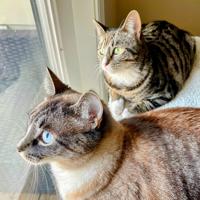 Chris's Purrfect Cat Care