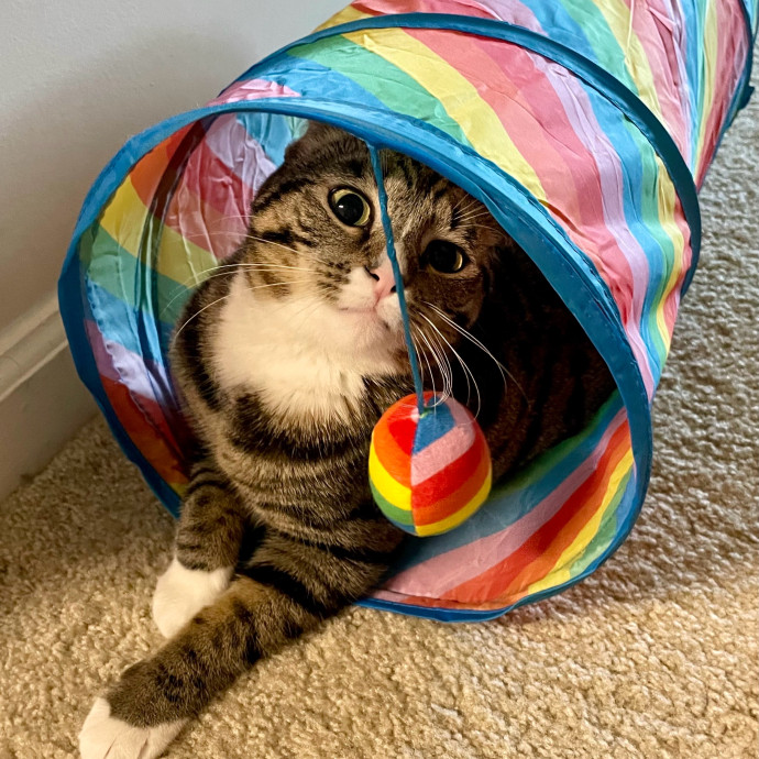 Chris's Purrfect Cat Care
