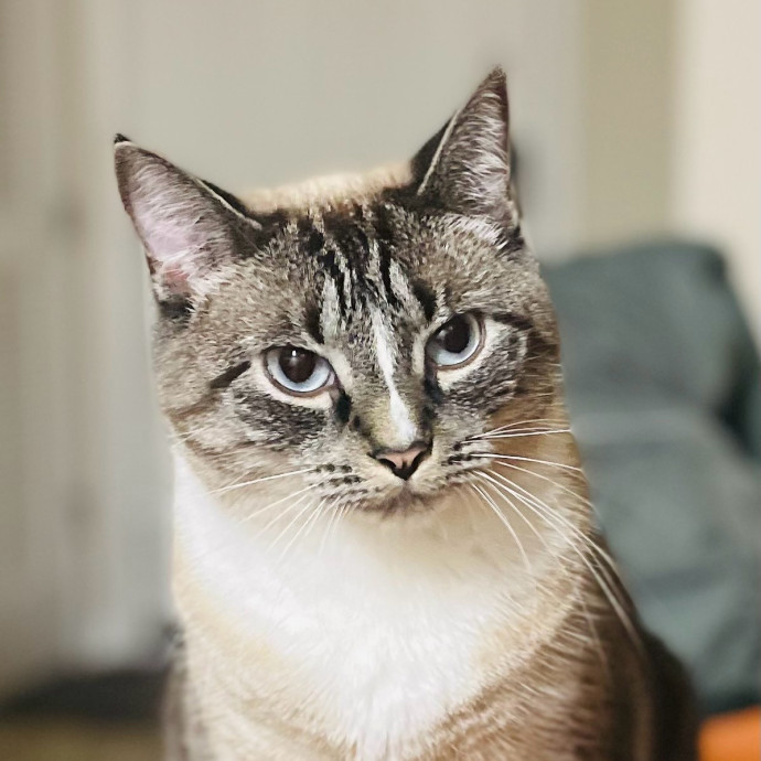 Chris's Purrfect Cat Care photo 3