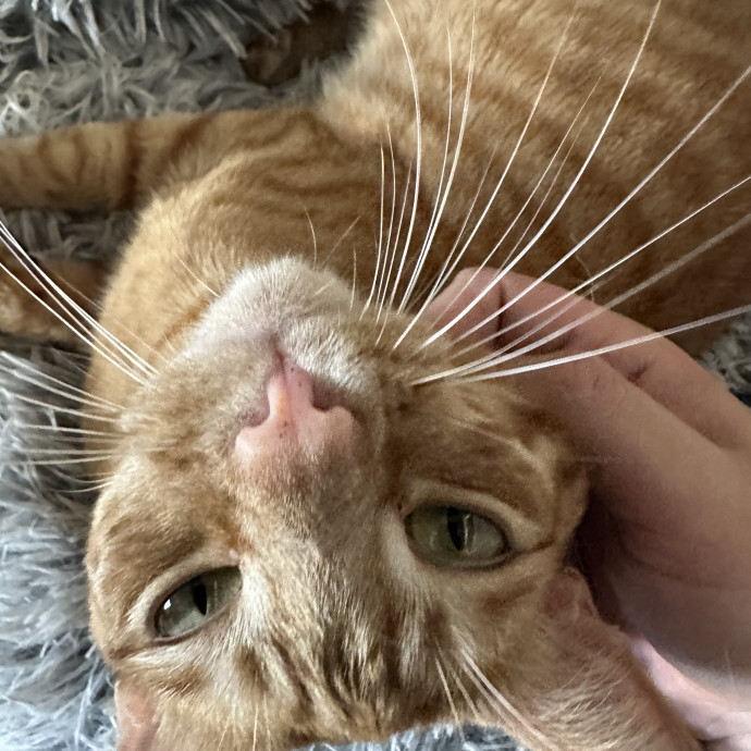 Your Cat's Favorite Uncle