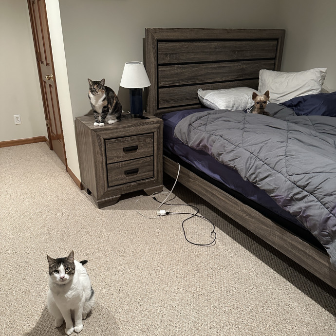 Your Cat's Favorite Uncle photo 3