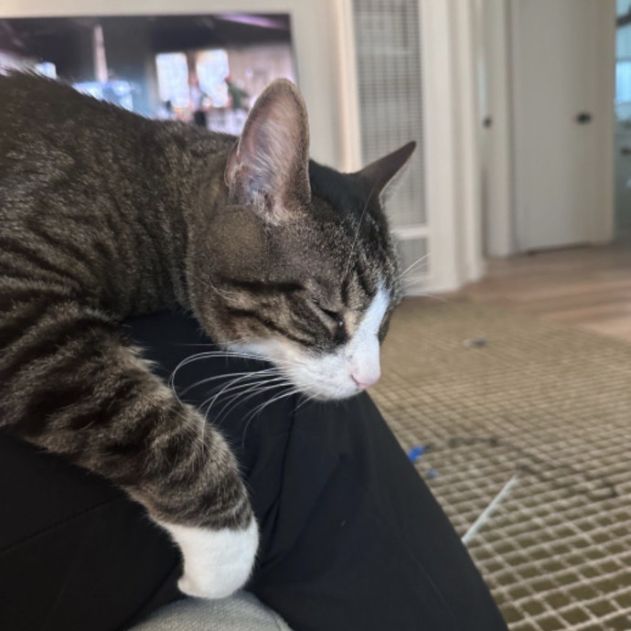 Your Cat's Favorite Uncle photo 2