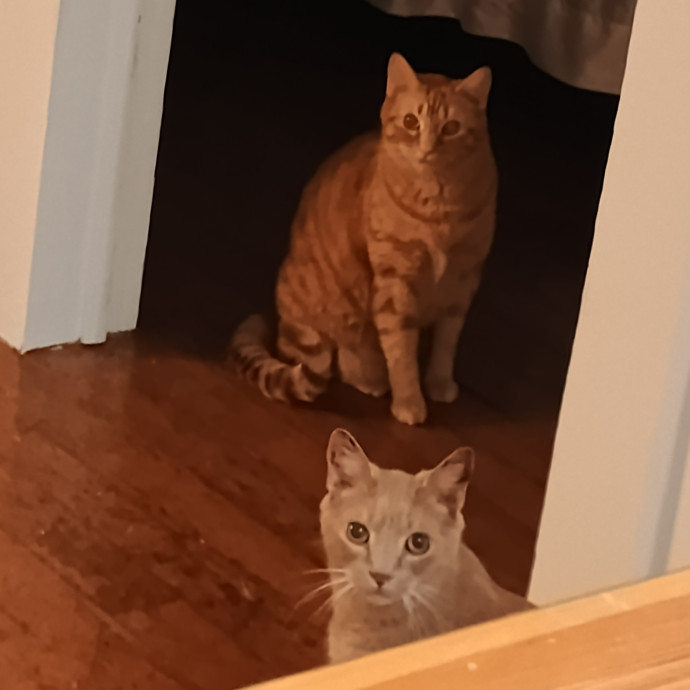 Your Fur-Baby Will Be Loved Like My Own photo 3