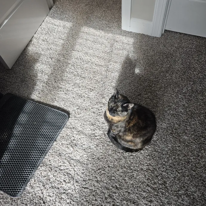 Shy And Nervous Pets Welcome