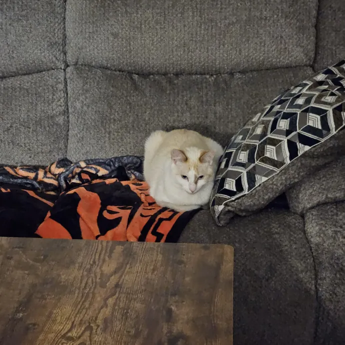 Shy And Nervous Pets Welcome