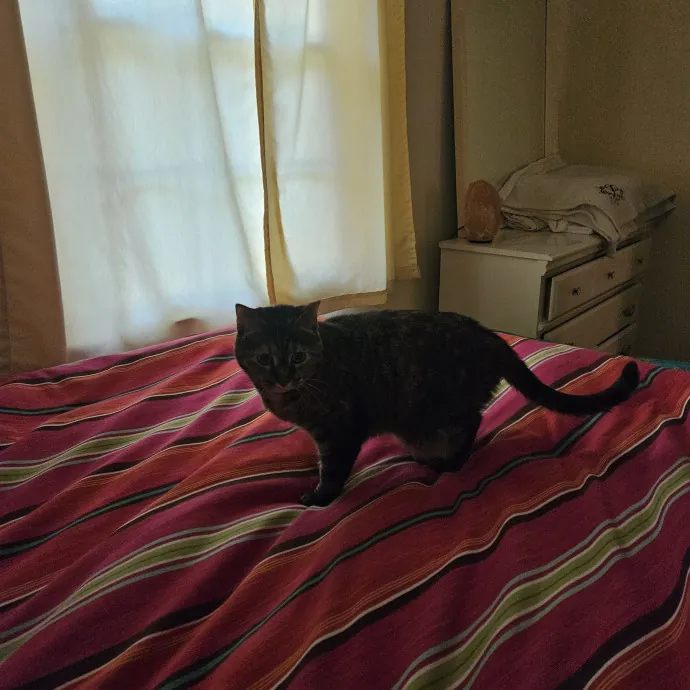 Shy And Nervous Pets Welcome
