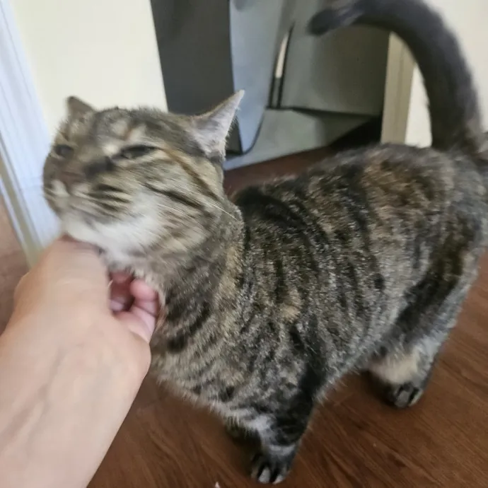 Shy And Nervous Pets Welcome