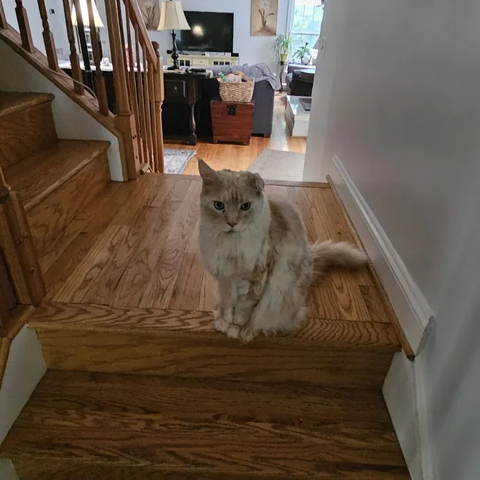 Shy And Nervous Pets Welcome