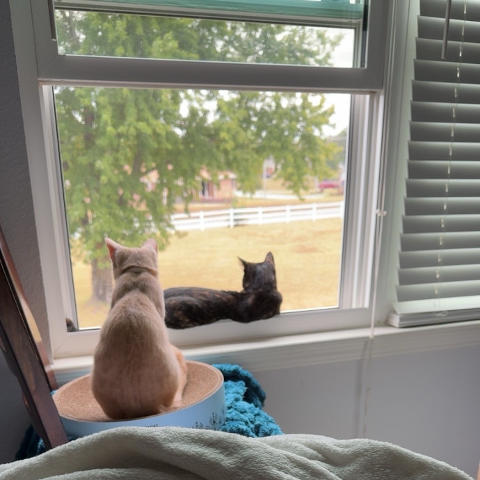Your Kitty's New Favorite Cat Sitter