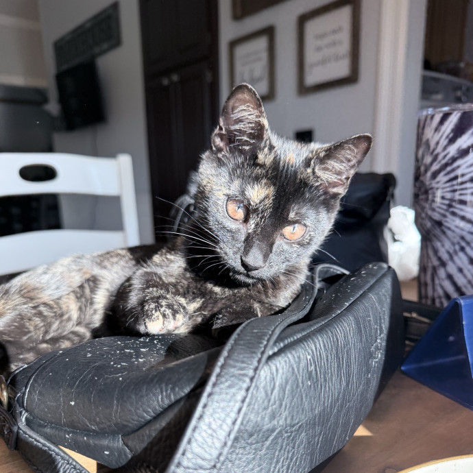 Your Kitty's New Favorite Cat Sitter