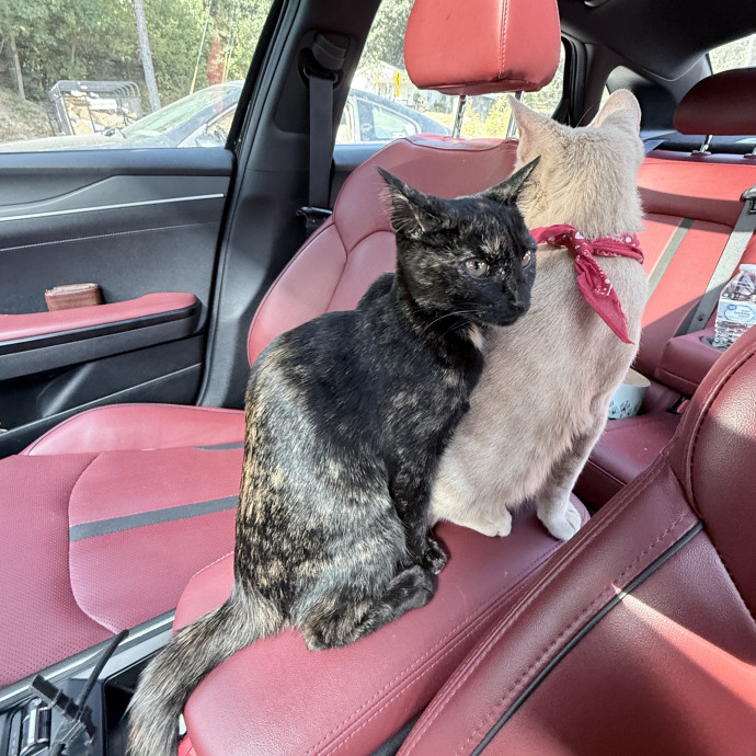 Your Kitty's New Favorite Cat Sitter photo 2