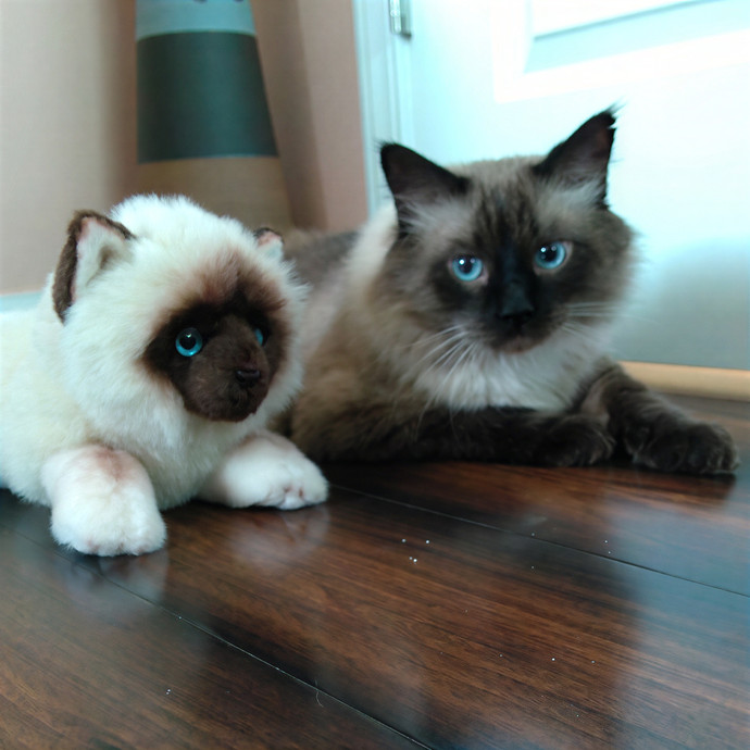 Carol's Cat Care
