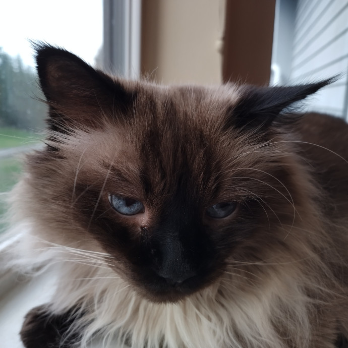 Carol's Cat Care photo 3