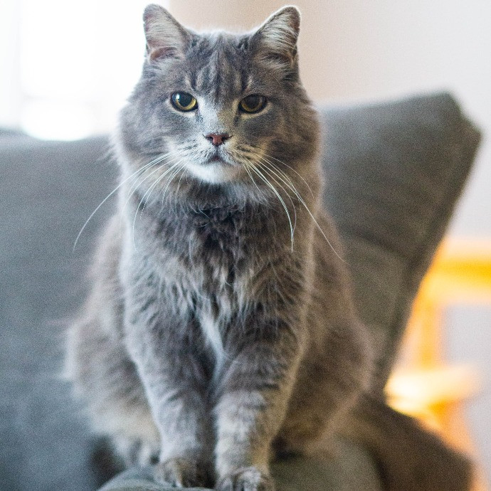 Super Experienced Kitty Pamperer