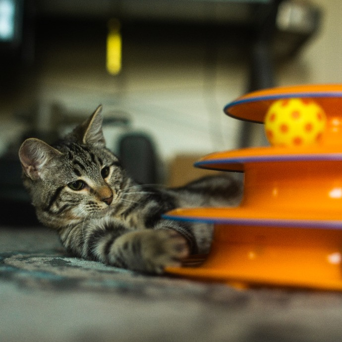 Super Experienced Kitty Pamperer