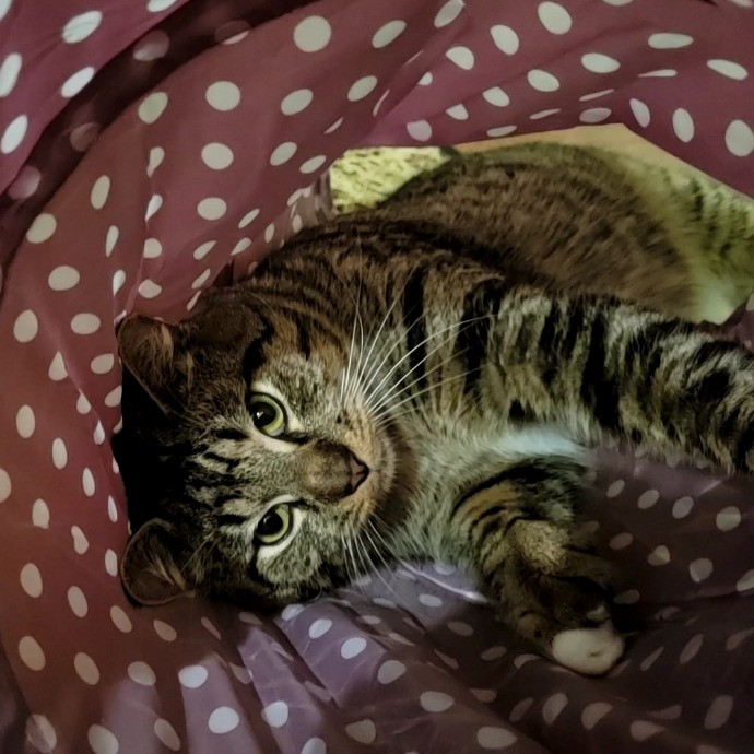 Super Experienced Kitty Pamperer