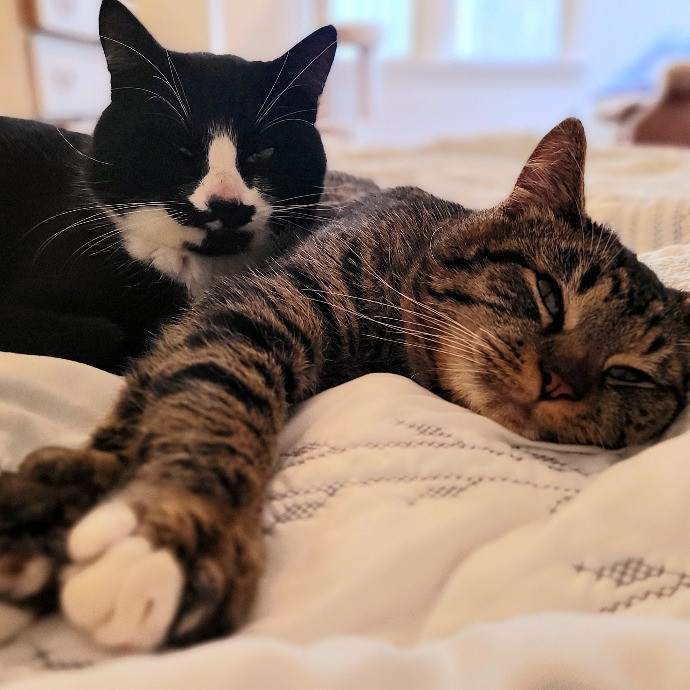 Super Experienced Kitty Pamperer photo 3