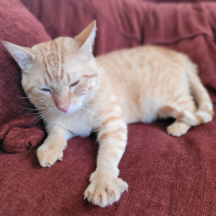 Super Experienced Kitty Pamperer photo 2