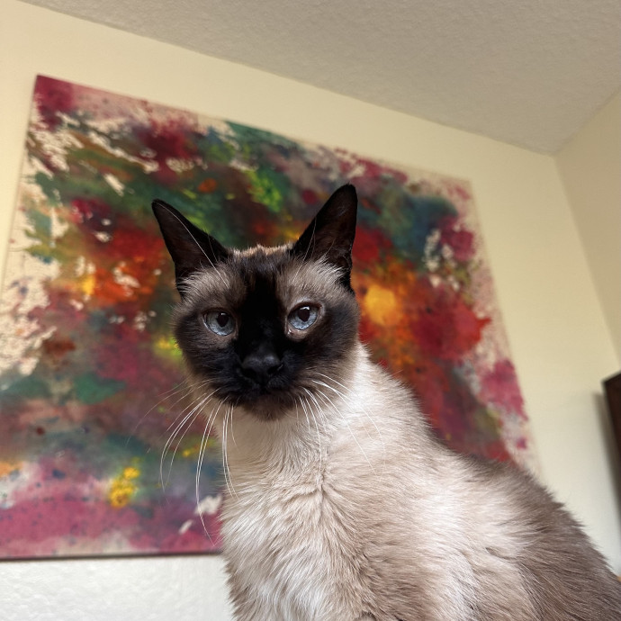 Caring For Cats One Paw At A Time