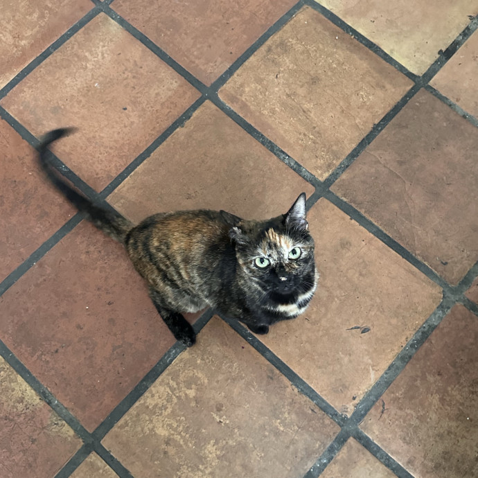 Caring For Cats One Paw At A Time