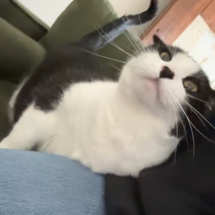Caring For Cats One Paw At A Time