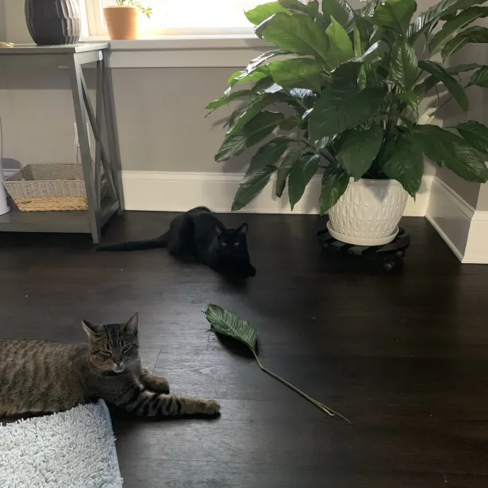 Elite Cat Sitting W Lots Of Love