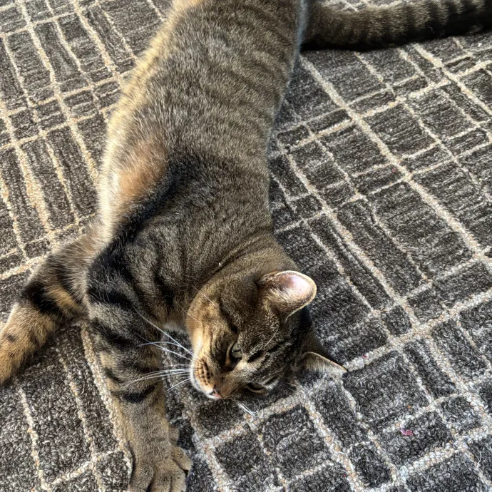 Elite Cat Sitting W Lots Of Love
