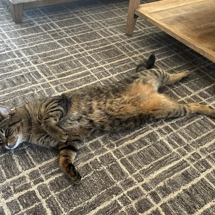 Elite Cat Sitting W Lots Of Love