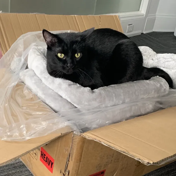 Elite Cat Sitting W Lots Of Love photo 3