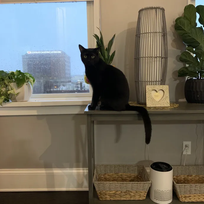 Elite Cat Sitting W Lots Of Love photo 2
