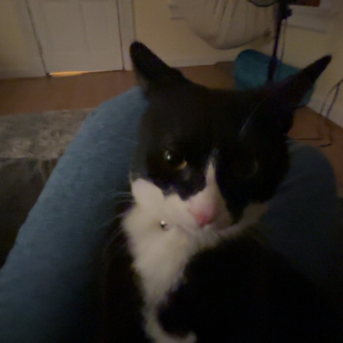 Caring And Reliable Cat Sitter