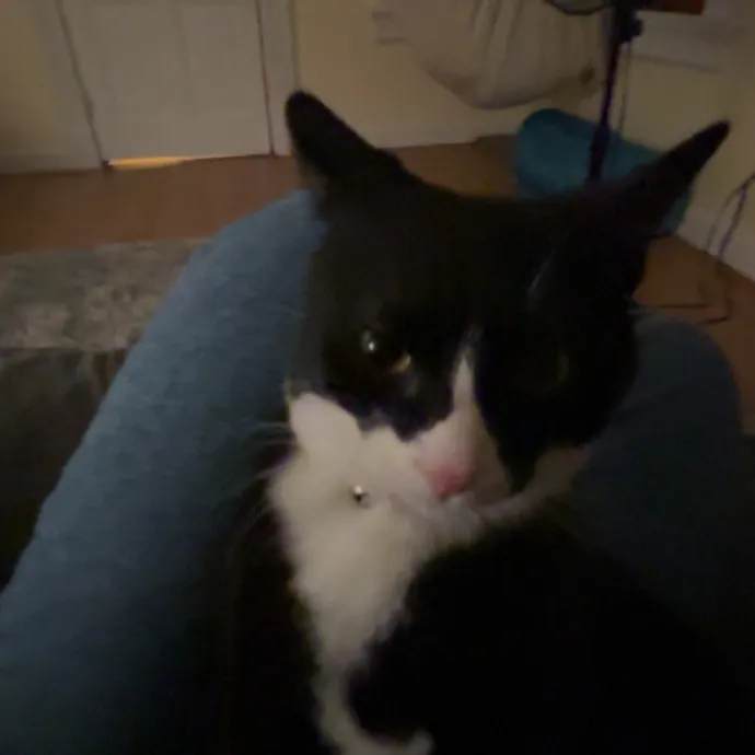 Caring And Reliable Cat Sitter