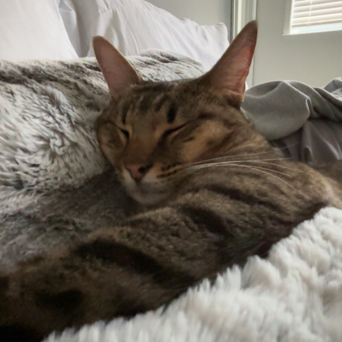 Caring And Reliable Cat Sitter