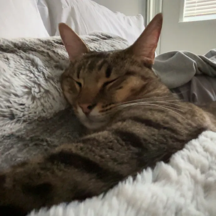 Caring And Reliable Cat Sitter