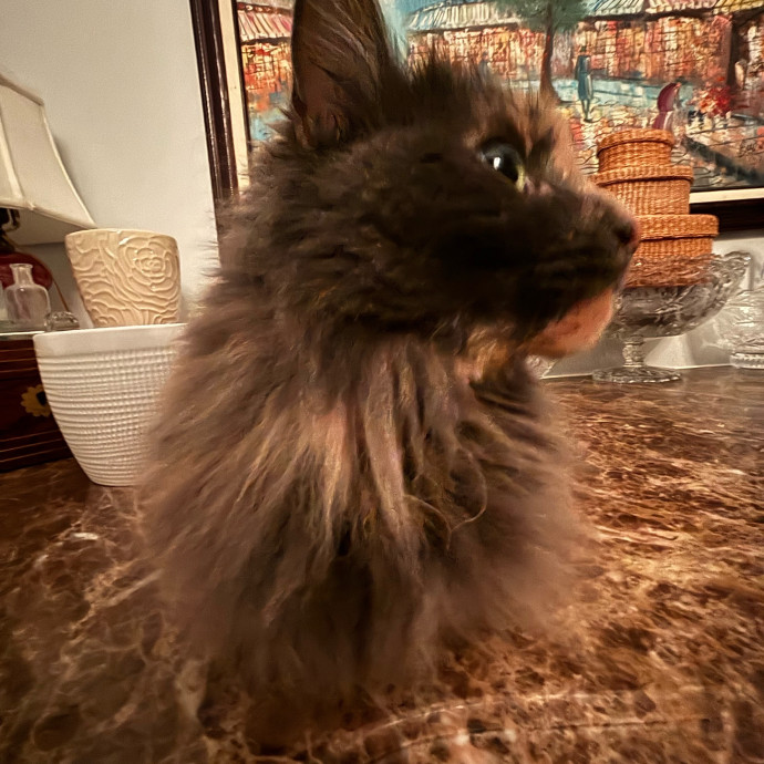 Caring And Reliable Cat Sitter