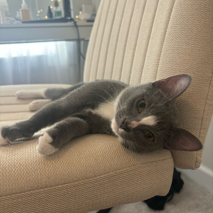 Caring And Reliable Cat Sitter