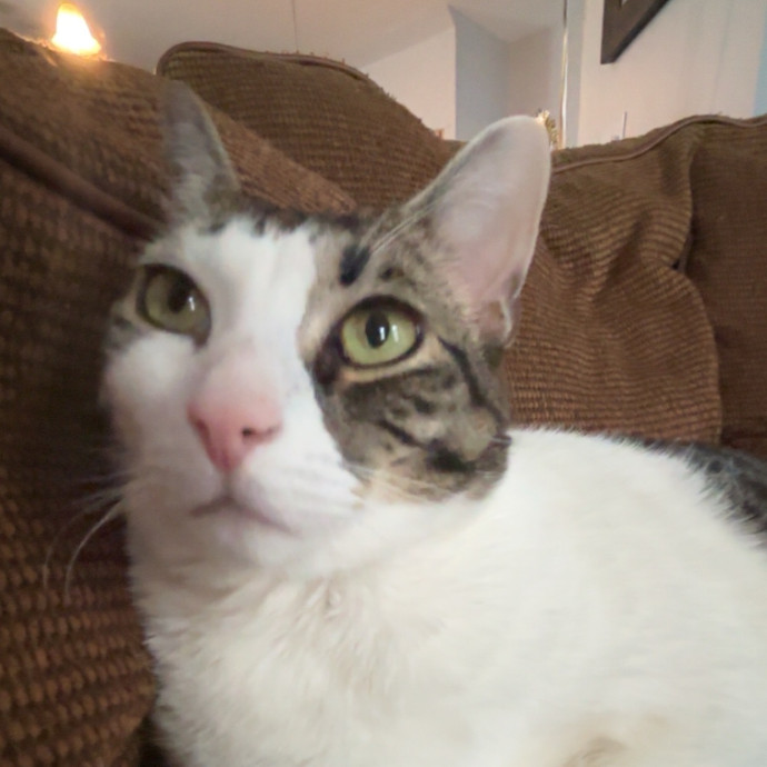 Caring And Reliable Cat Sitter