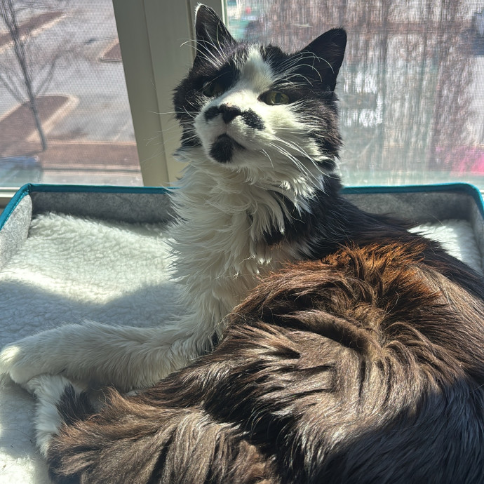 Caring And Reliable Cat Sitter
