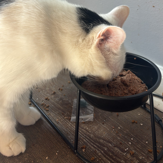Caring And Reliable Cat Sitter