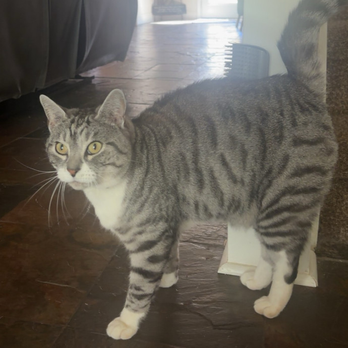 Caring And Reliable Cat Sitter