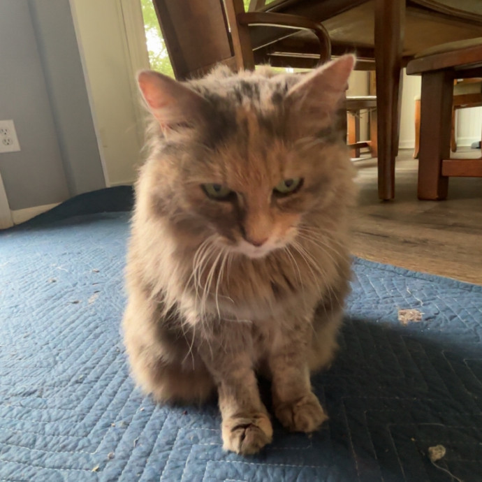 Caring And Reliable Cat Sitter