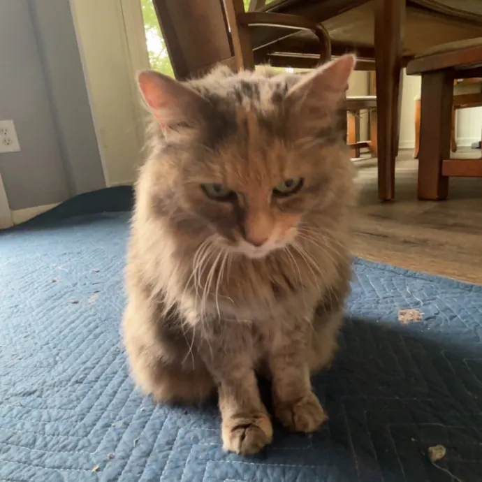 Caring And Reliable Cat Sitter
